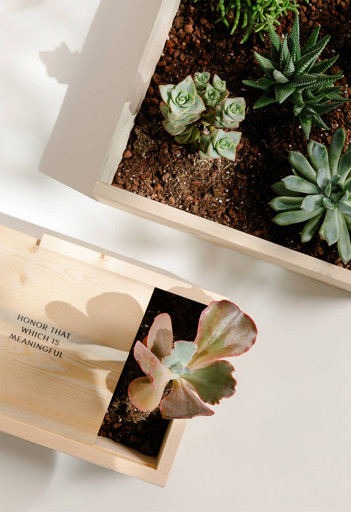 Artifact Uprising Wooden Quote Box used for succulent houseplants