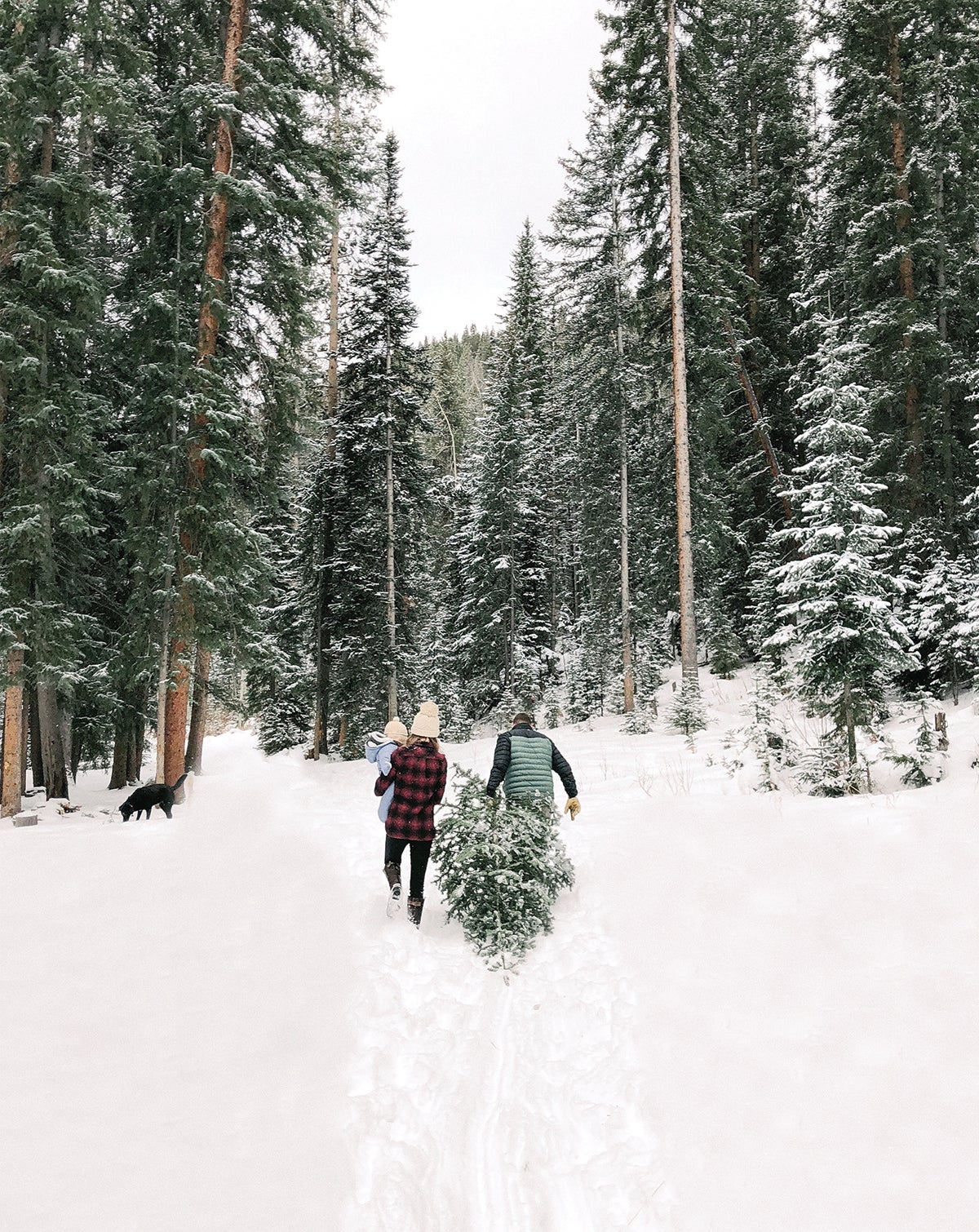 Couple walking through the forest dragging freshly cut tree behind them