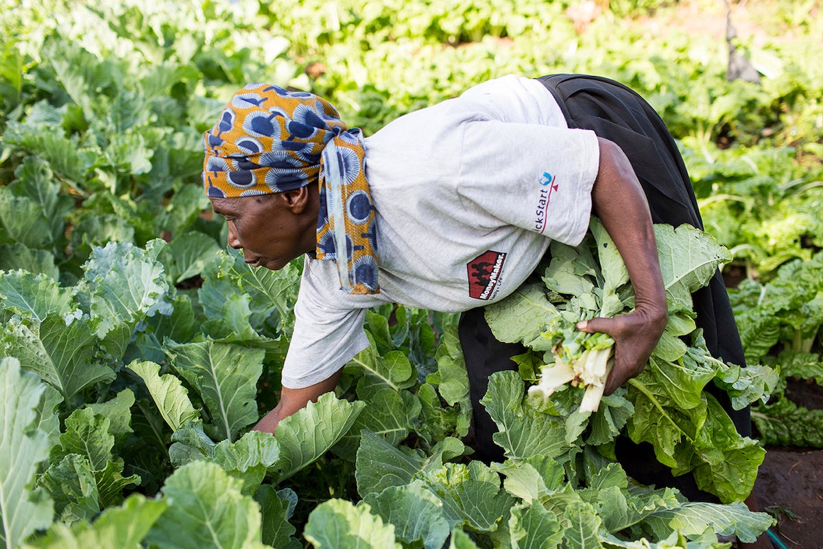 Sarah, a Kenyan farmer, working the day's harvest