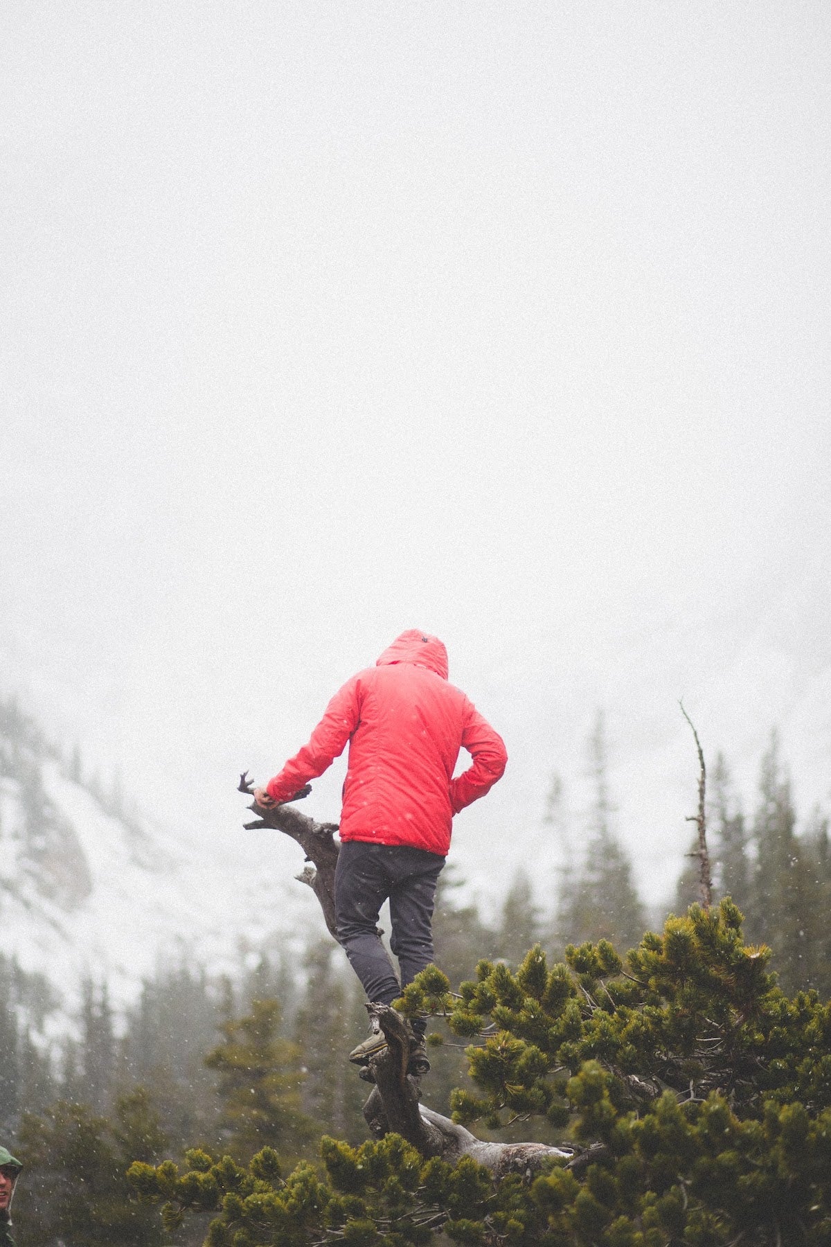 Man atop a pine tree in a snowstorm