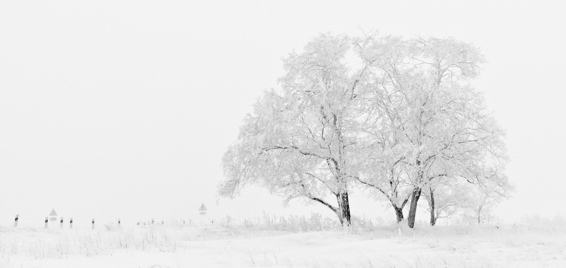Photo of snowy tree taken using winter photography tips