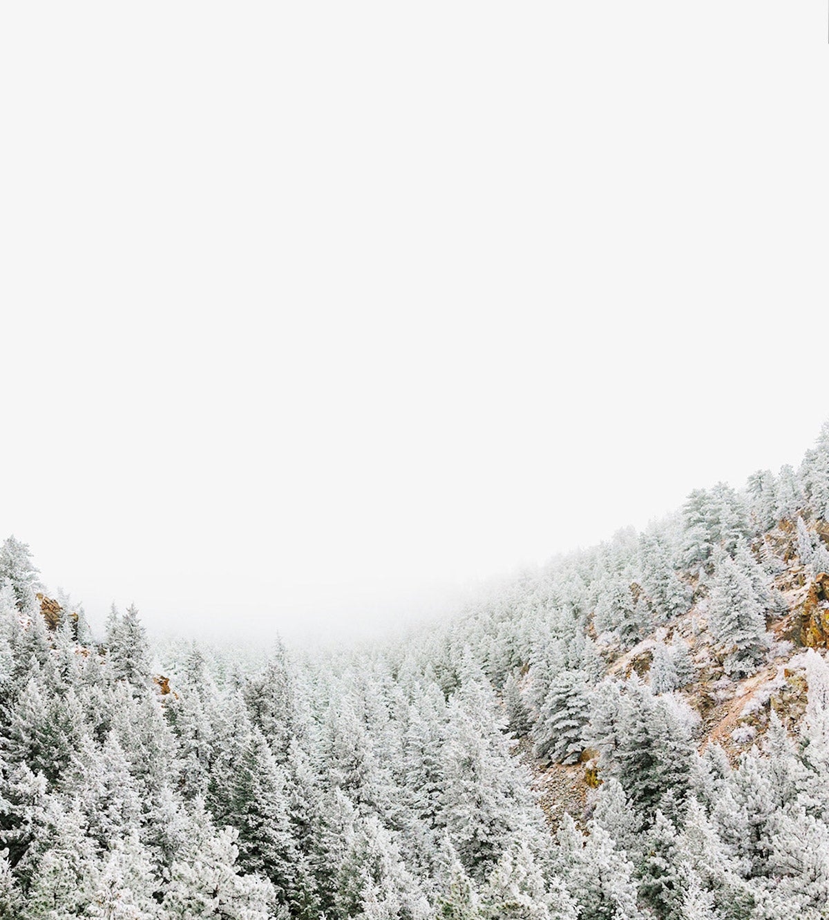 Frosted trees on a mountain hillside