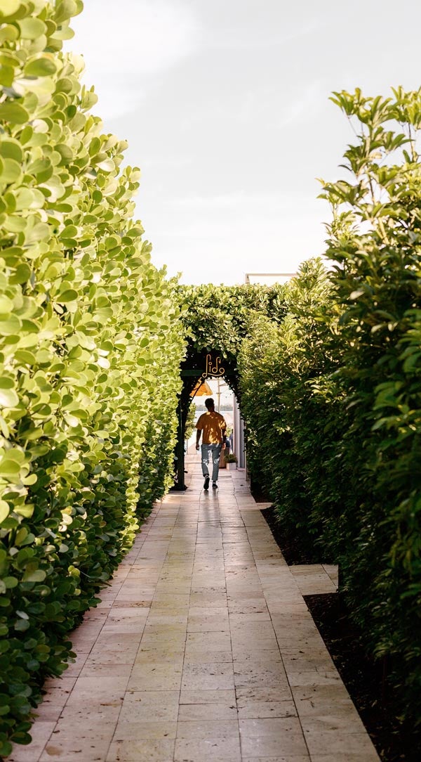 Edited photo with adjusted contrast of man walking down pathway lined by vines