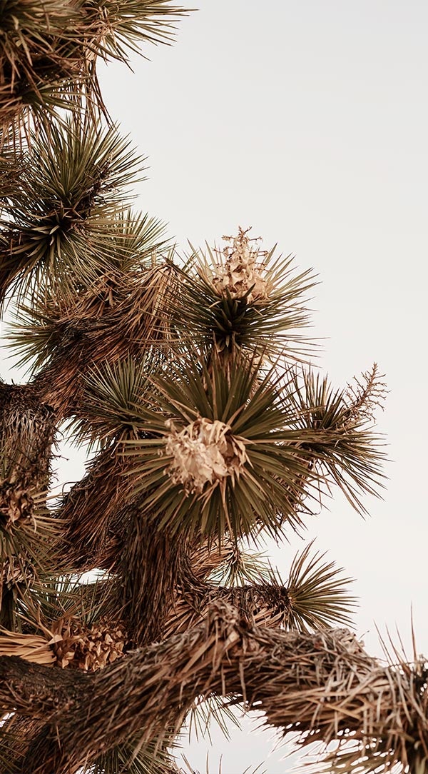 Edited photo of bristly pine tree with highlights adjusted