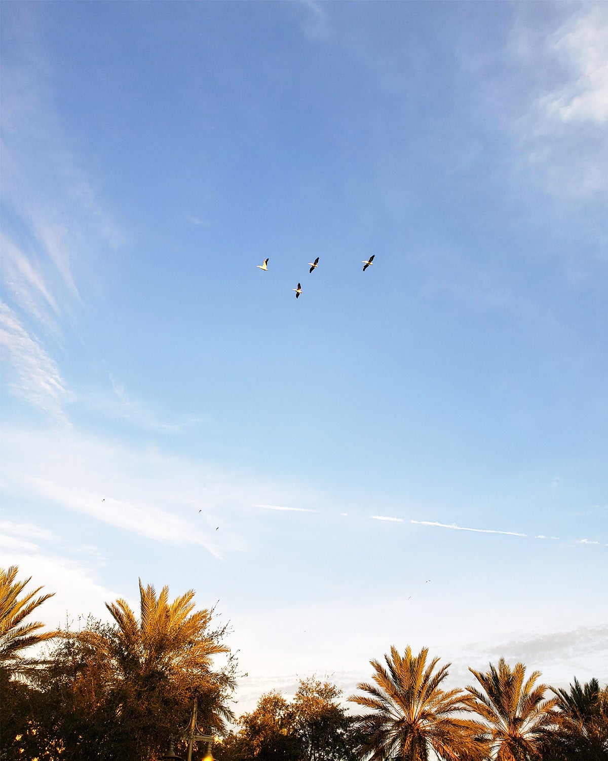 Birds flying in a blue sky