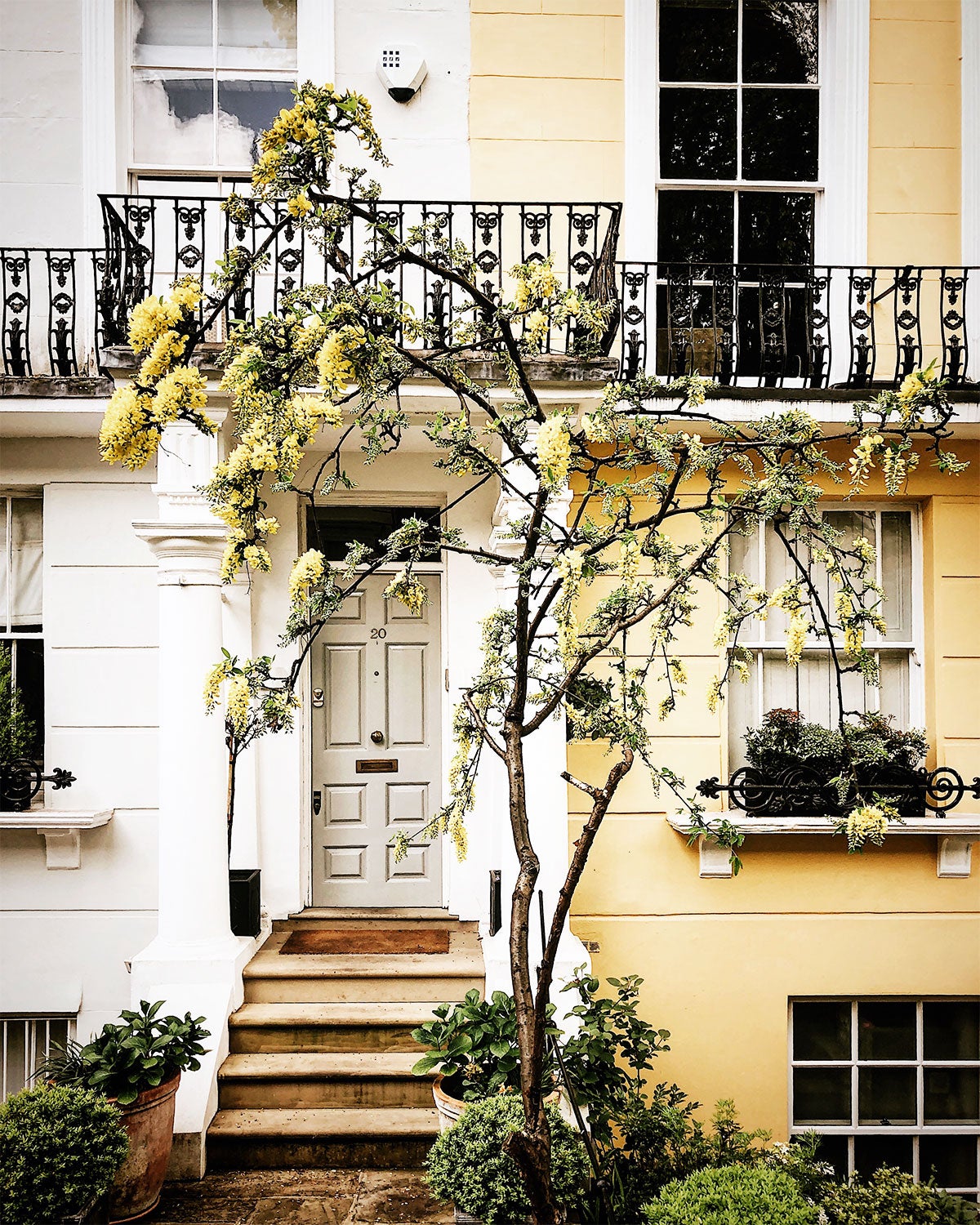 Flowering tree in front of yellow house