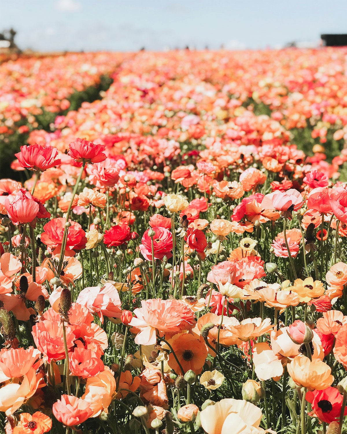 Photo of endless flower field
