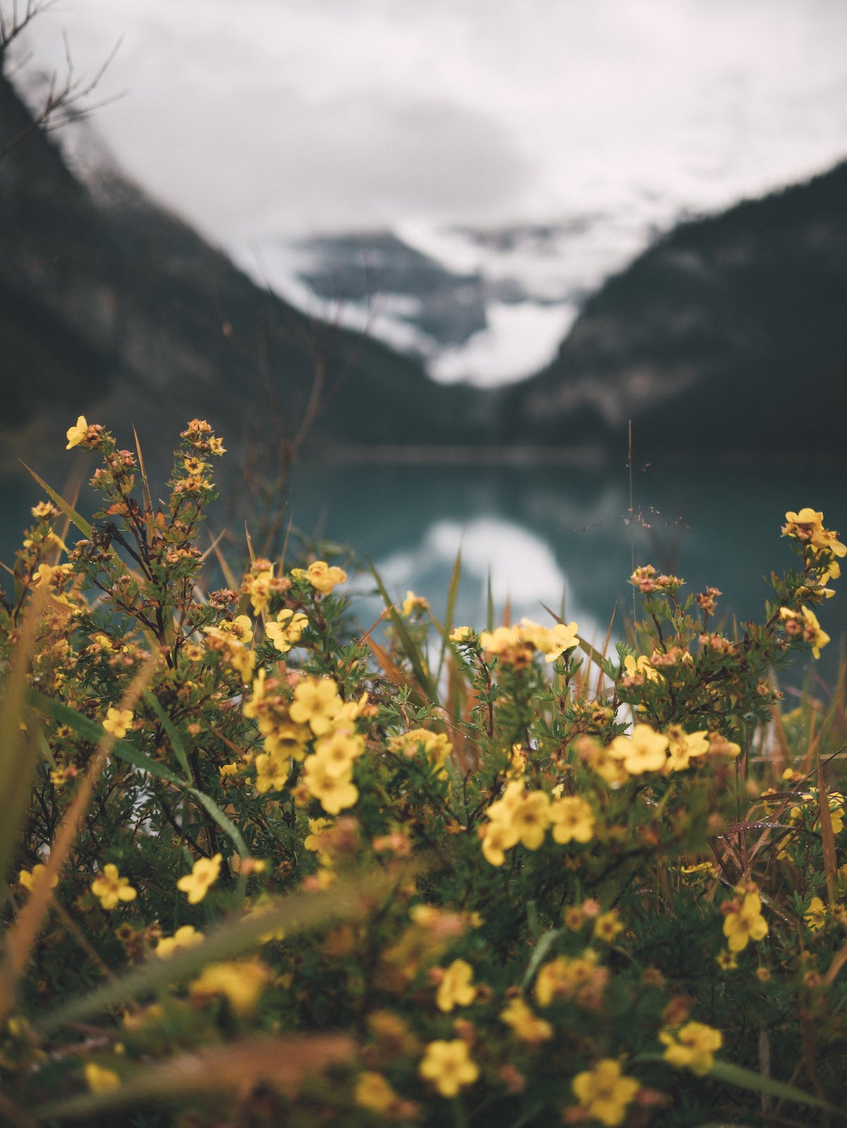 Yellow wildflowers in focus with blurred mountain backdrop