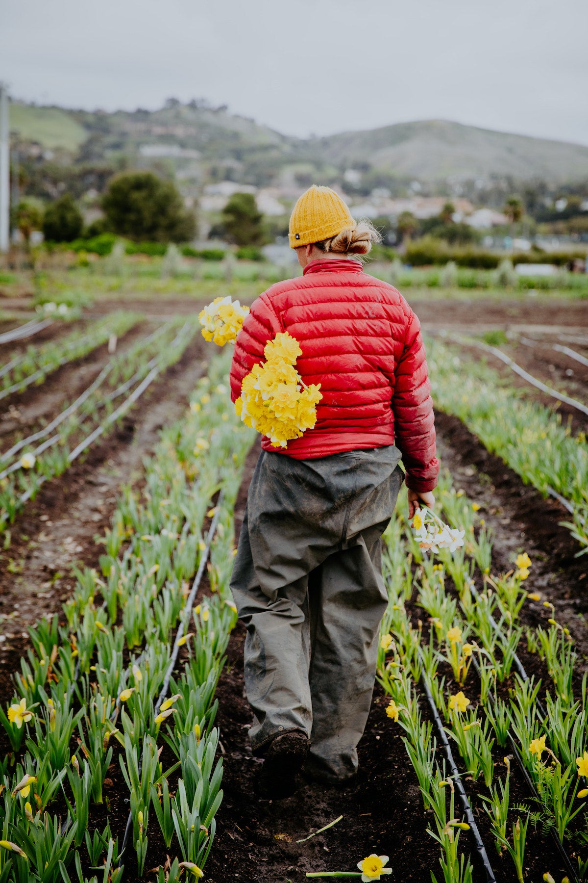 Photo by Melissa Gayle of CSA worker picking flowers