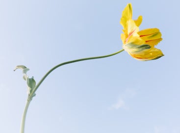Photo by Daeja Fallas of a single tulip in the sun