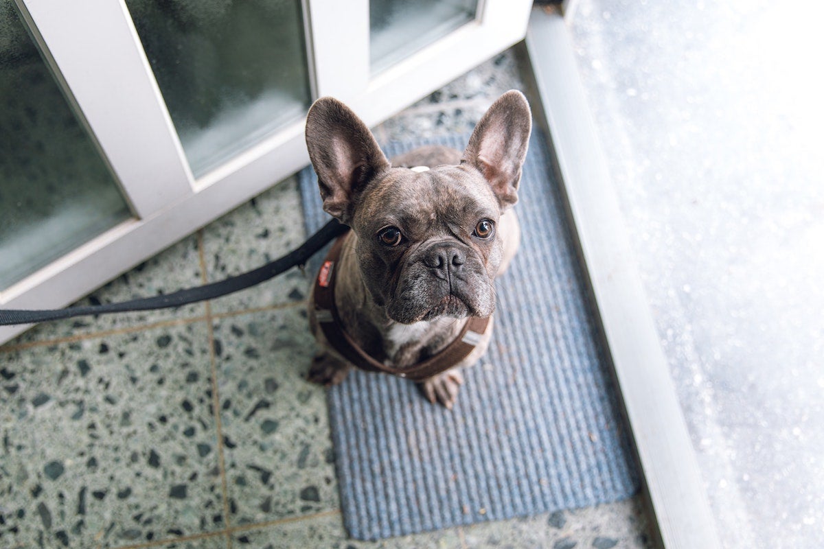 French bulldog on leash waiting patiently to go on a walk