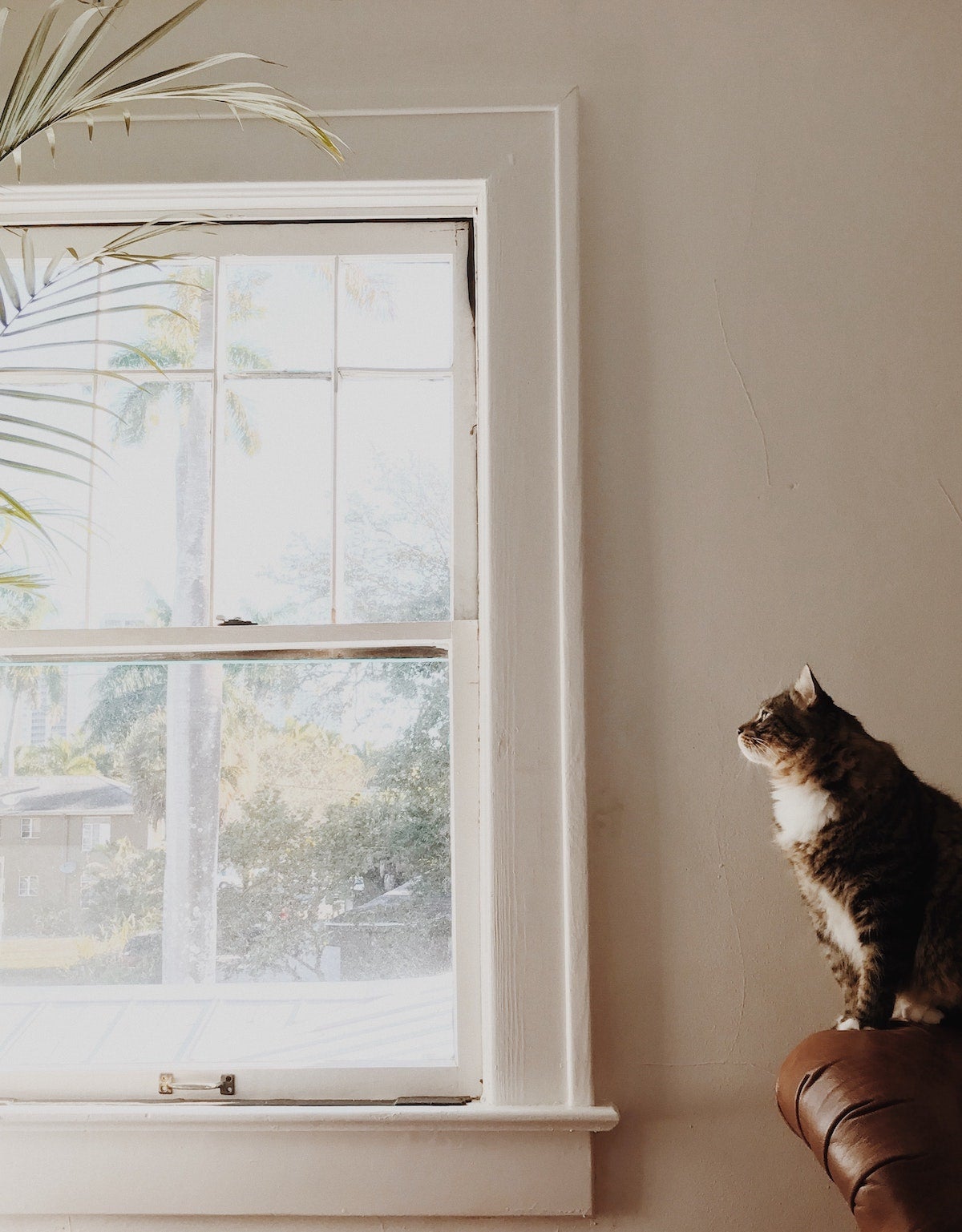 Cat perched on couch staring out the window