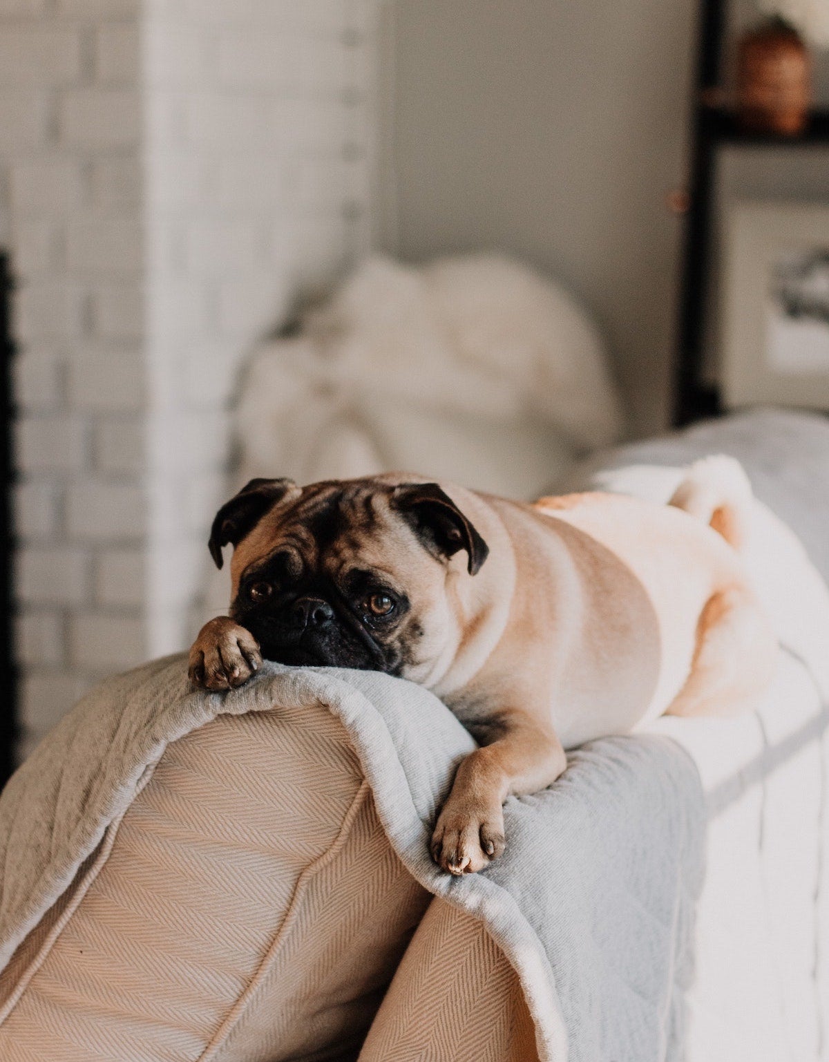 Pug snoozing on the back of the couch