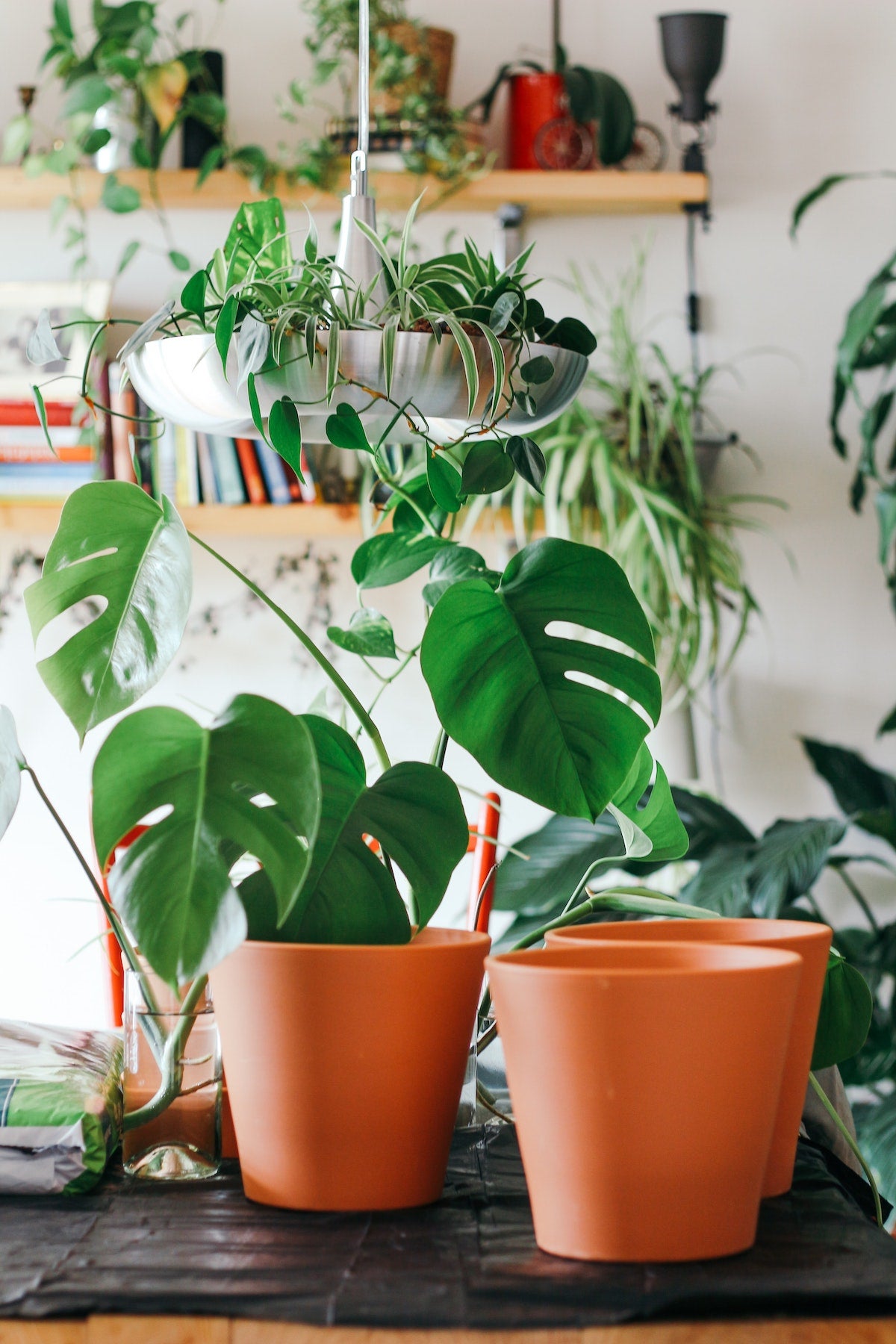 Photo of monstera plants and other houseplants in background