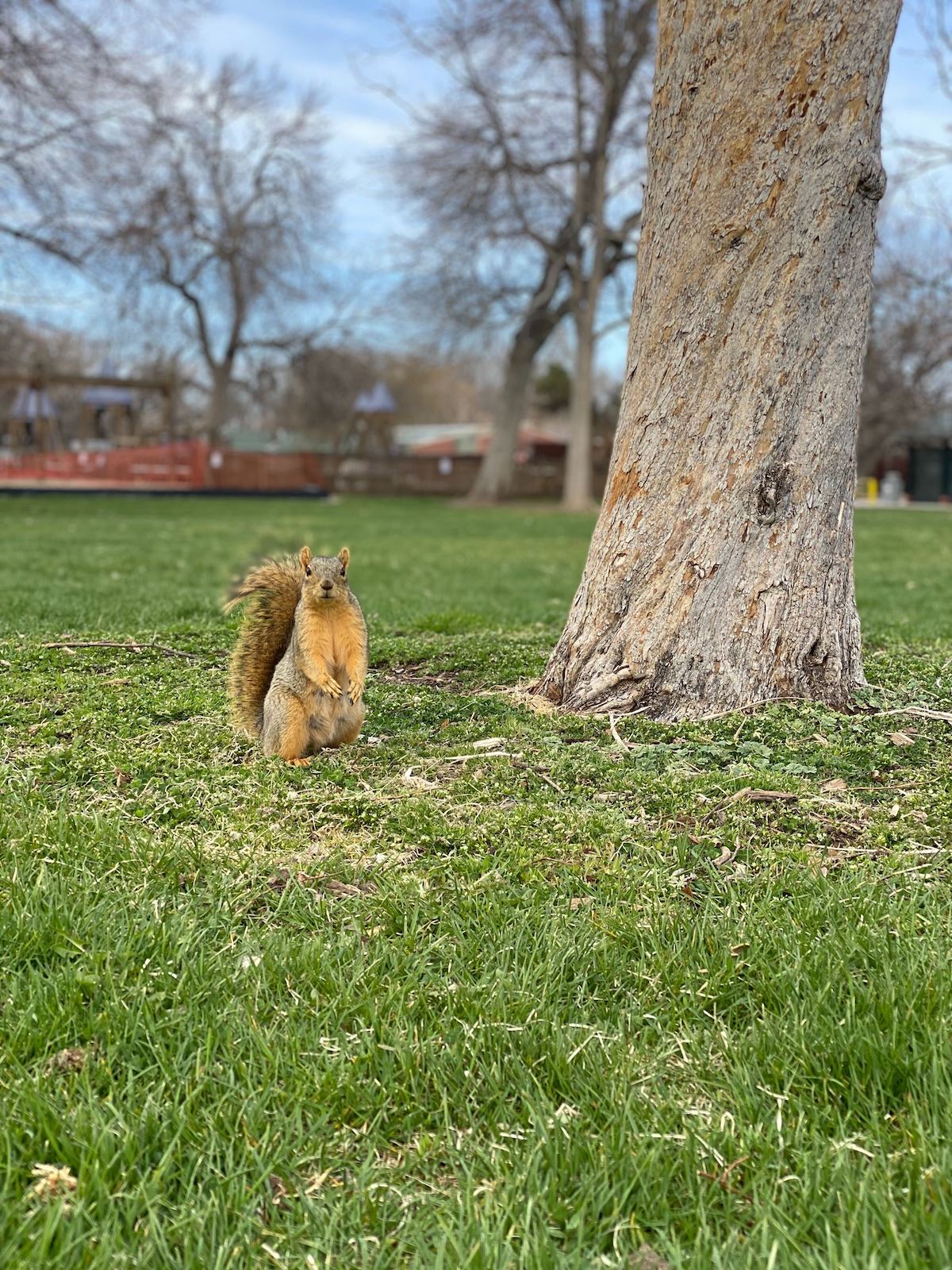 Squirrel Looking at Camera while standing by a tree in a park