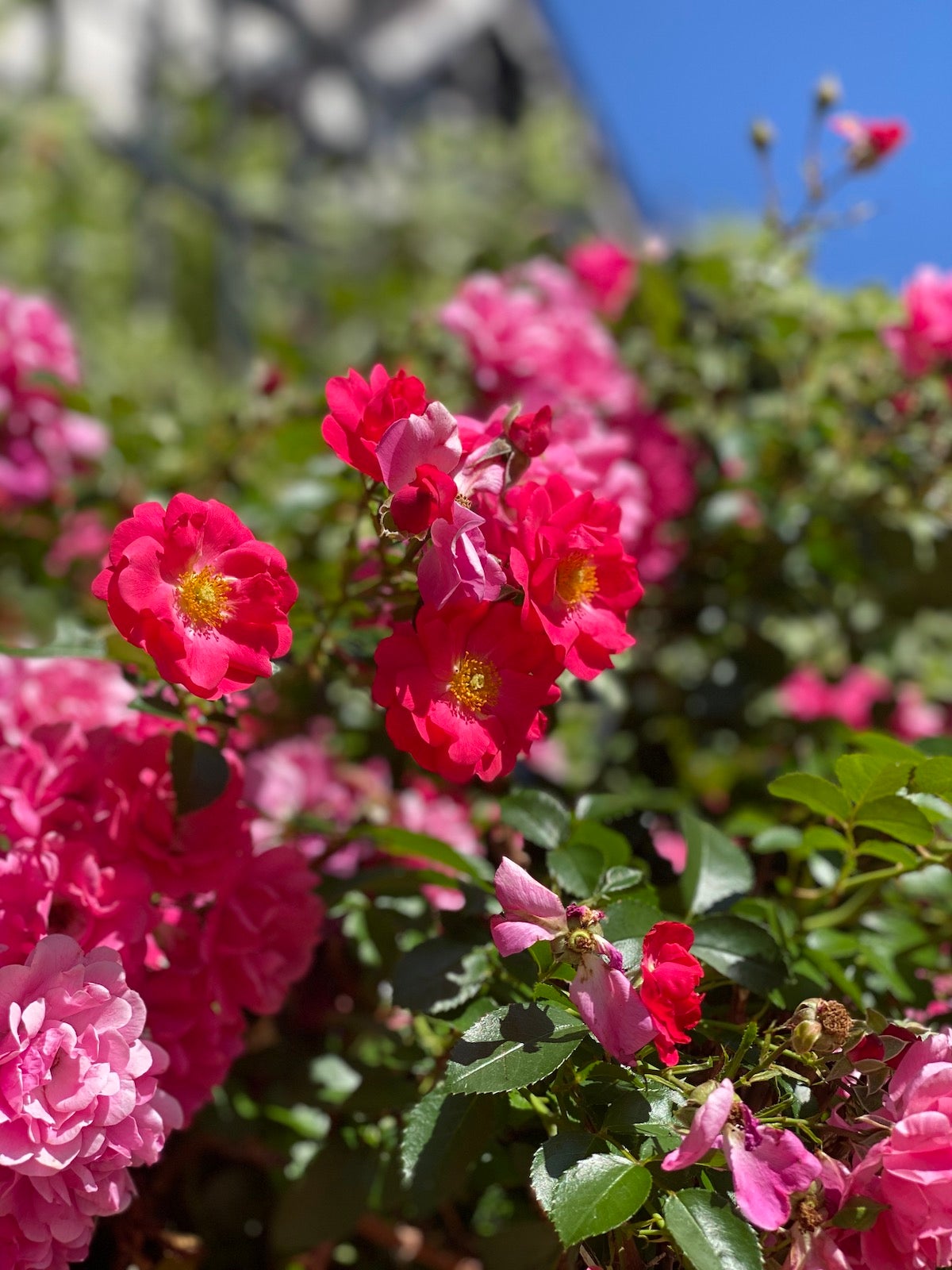 Flower-Filled Foreground - Pink Flowers