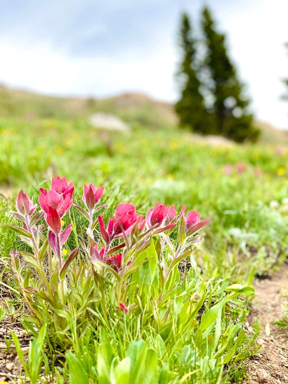 Flowers growing in the wild