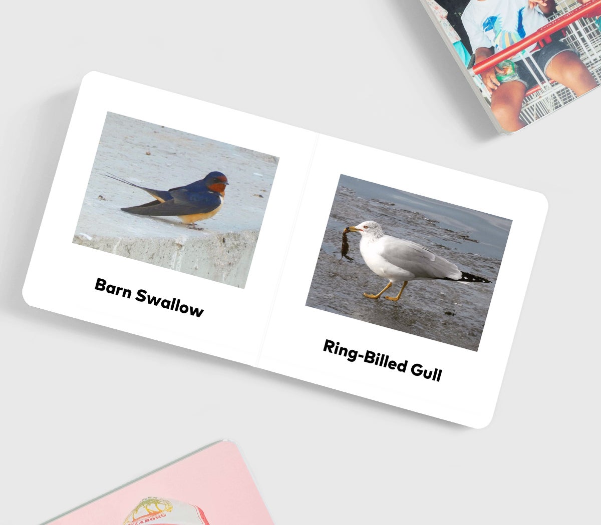Board book opened to photos of birds with names below images