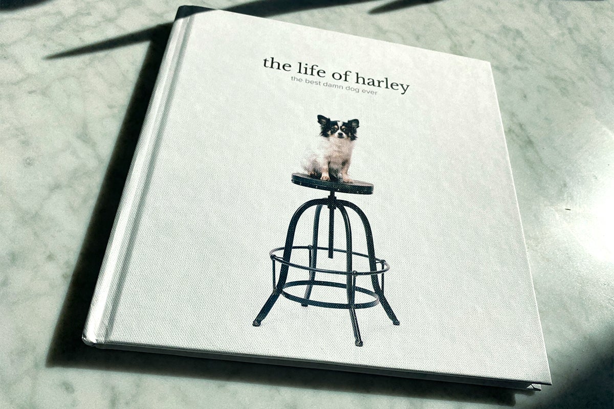 Artifact Uprising Photo Book titled The Life of Harley featuring small dog sitting on a barstool