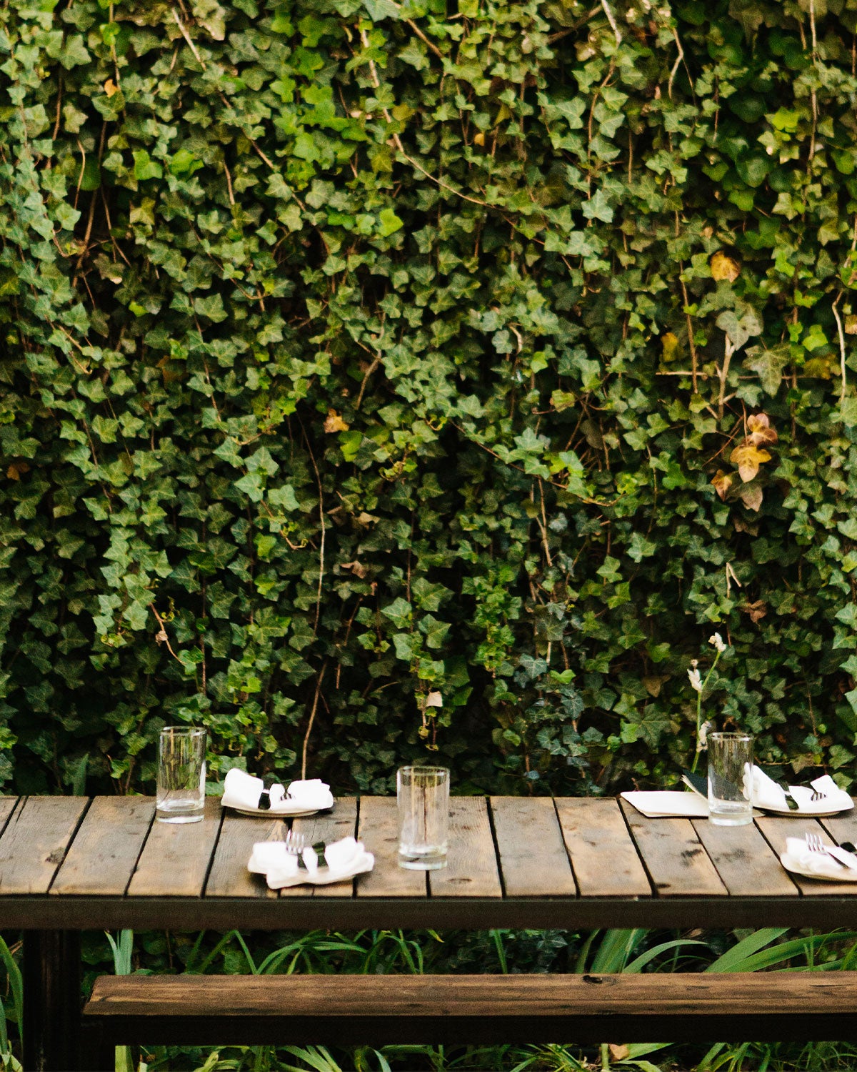 Restaurant patio with long vines covering the surrounding walls