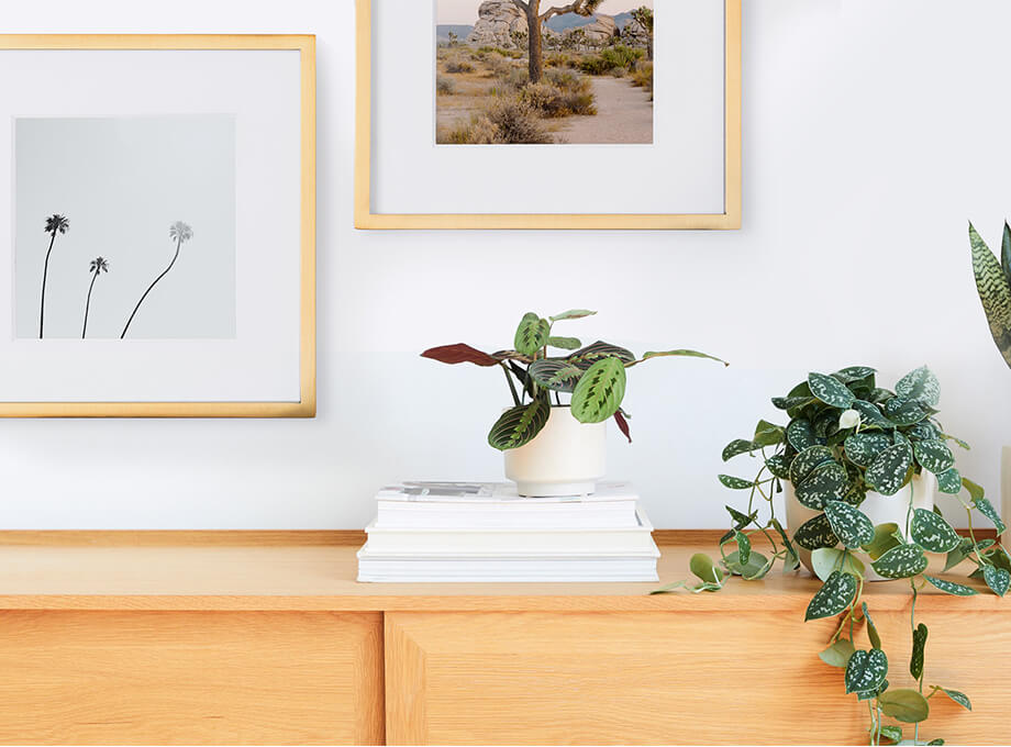 Image of two frames on a wall with photos of palm trees and a desert in them. The frames are next to a table with three house plants.