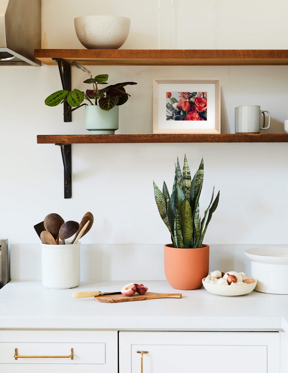 Kitchen shelves with prayer plant, snake plant, and small Wooden Tabletop Frame of bouquet