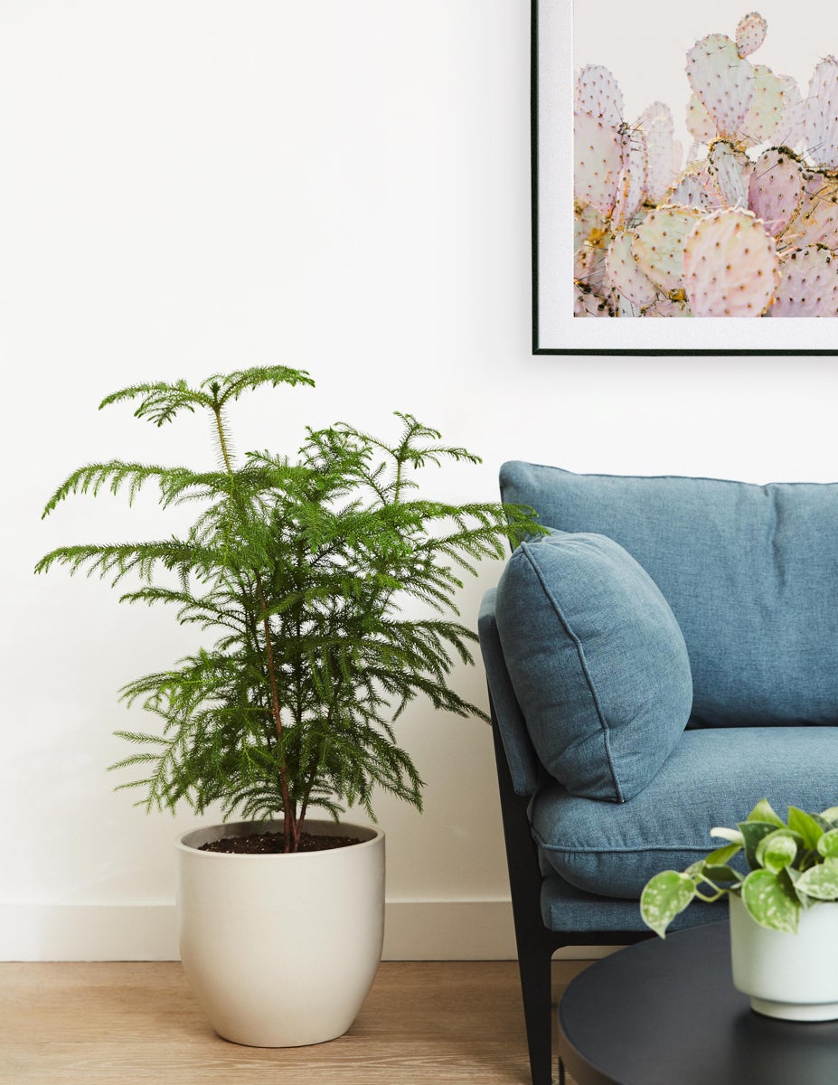 Norfolk pine beside a blue couch with a large Modern Metal Frame of a cactus hanging above