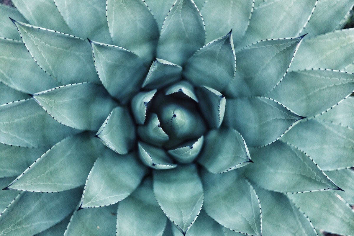 zoomed in photo of succulent by Erol Ahmed