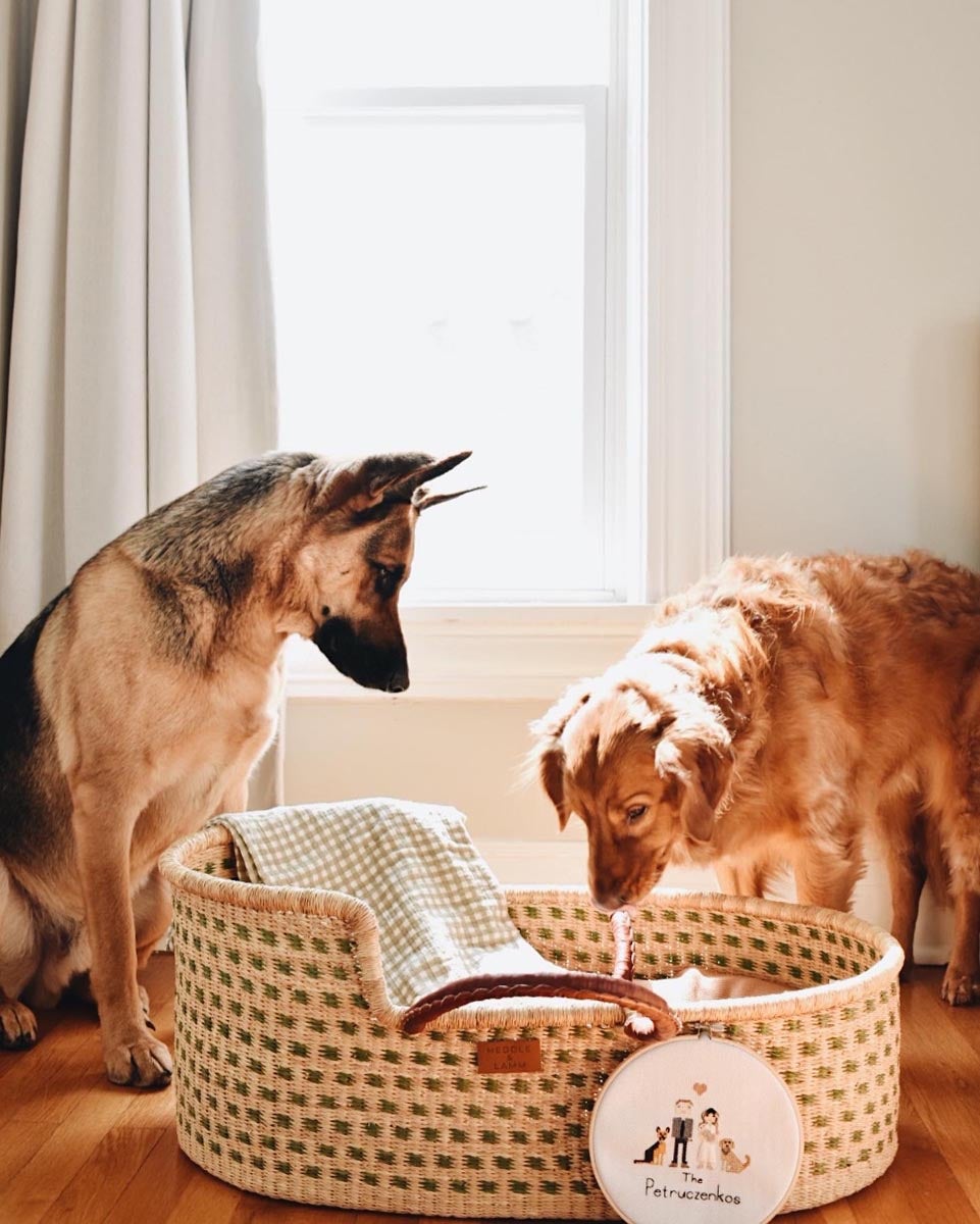 Pair of pups peering into baby basket