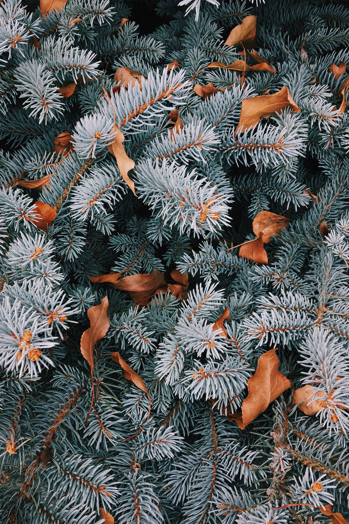 Close up of pine tree