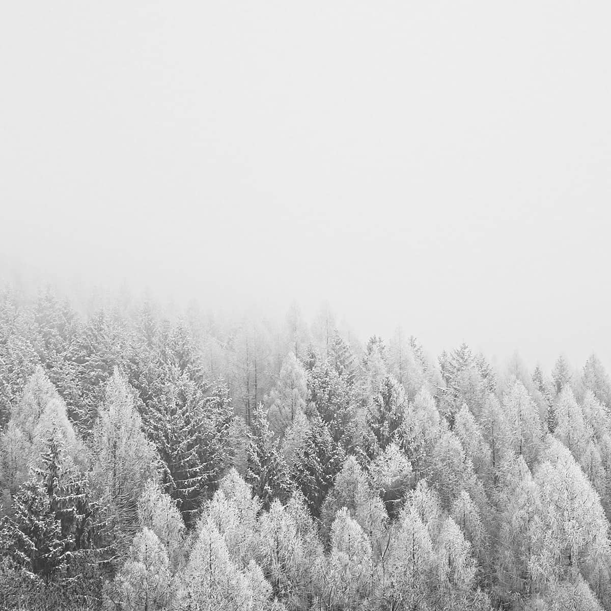 Forest of snowy trees amidst a foggy backdrop creating monotone landscape