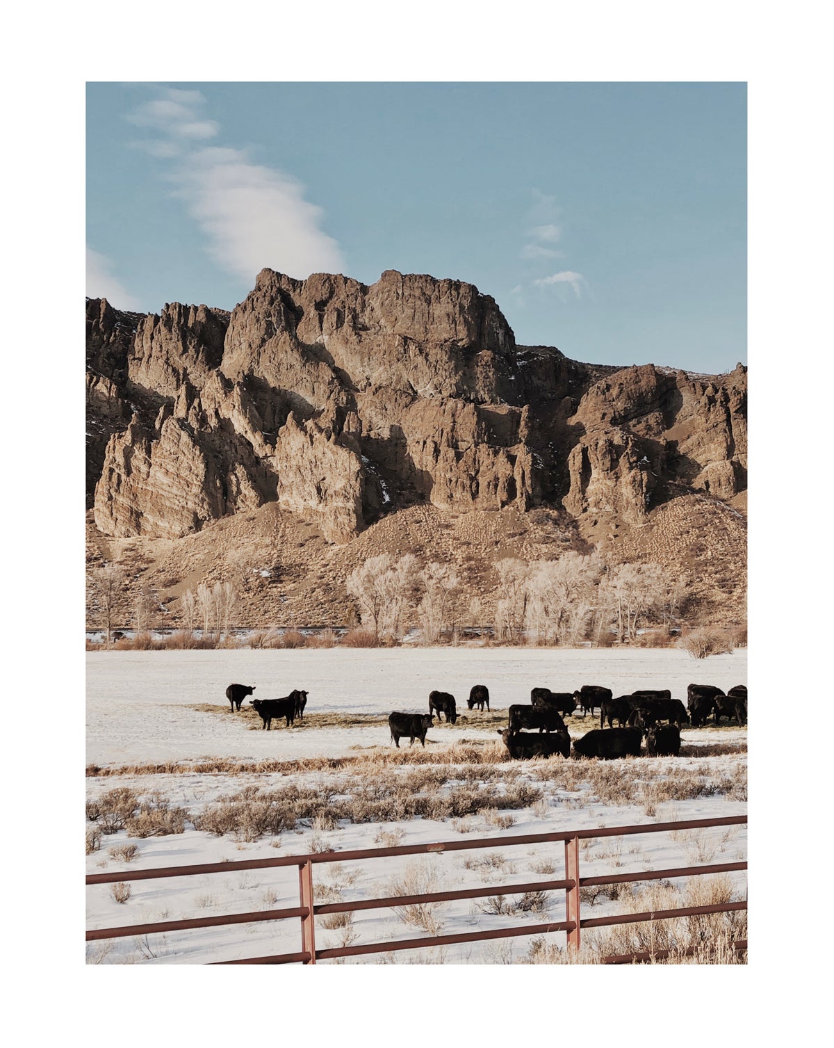 Photo by Molly Olwig of cattle grazing in front of rock formations