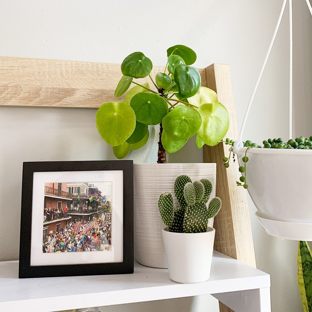 Two potted plants next to hanging string of pearls and Artifact Uprising Metal Tabletop Frame