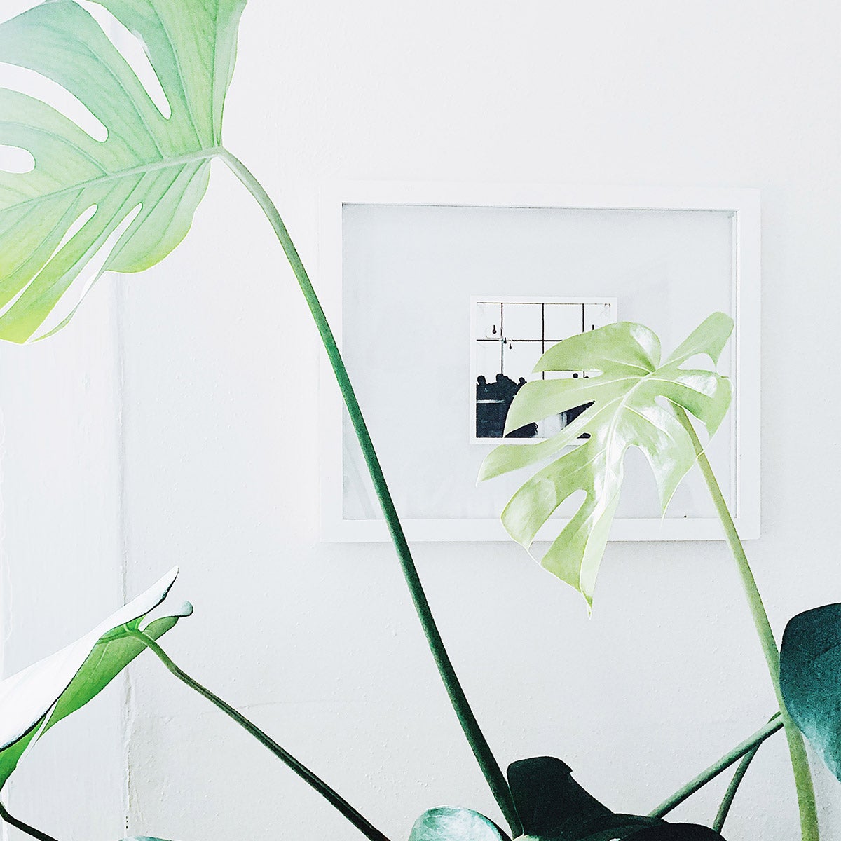 Framed Artifact Uprising Everyday Print hanging on wall and obscured by Monstera plant leaves