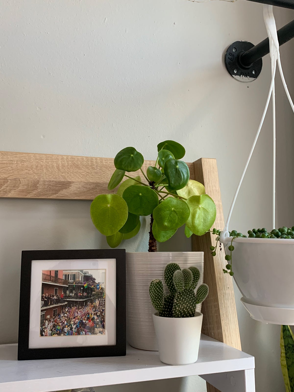 Photo frame on shelf next to potted plants