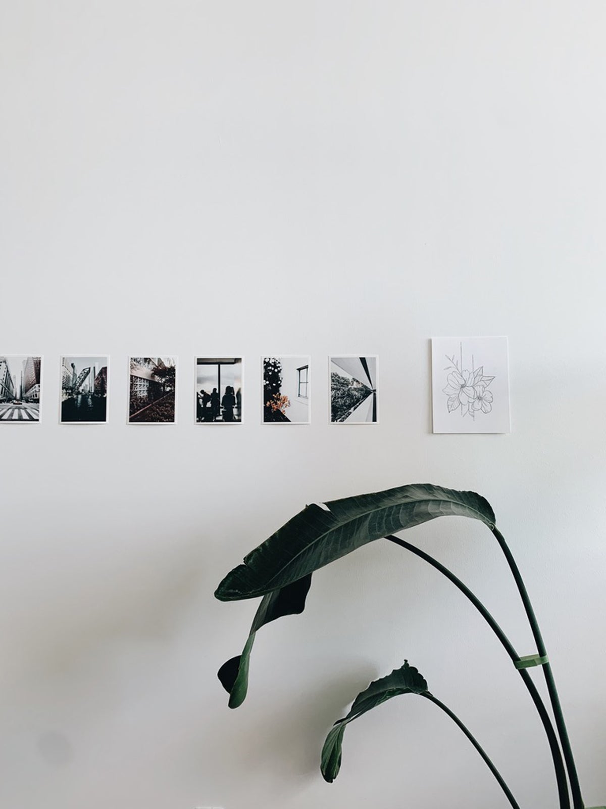 Artifact Uprising photo prints lined on wall behind plant