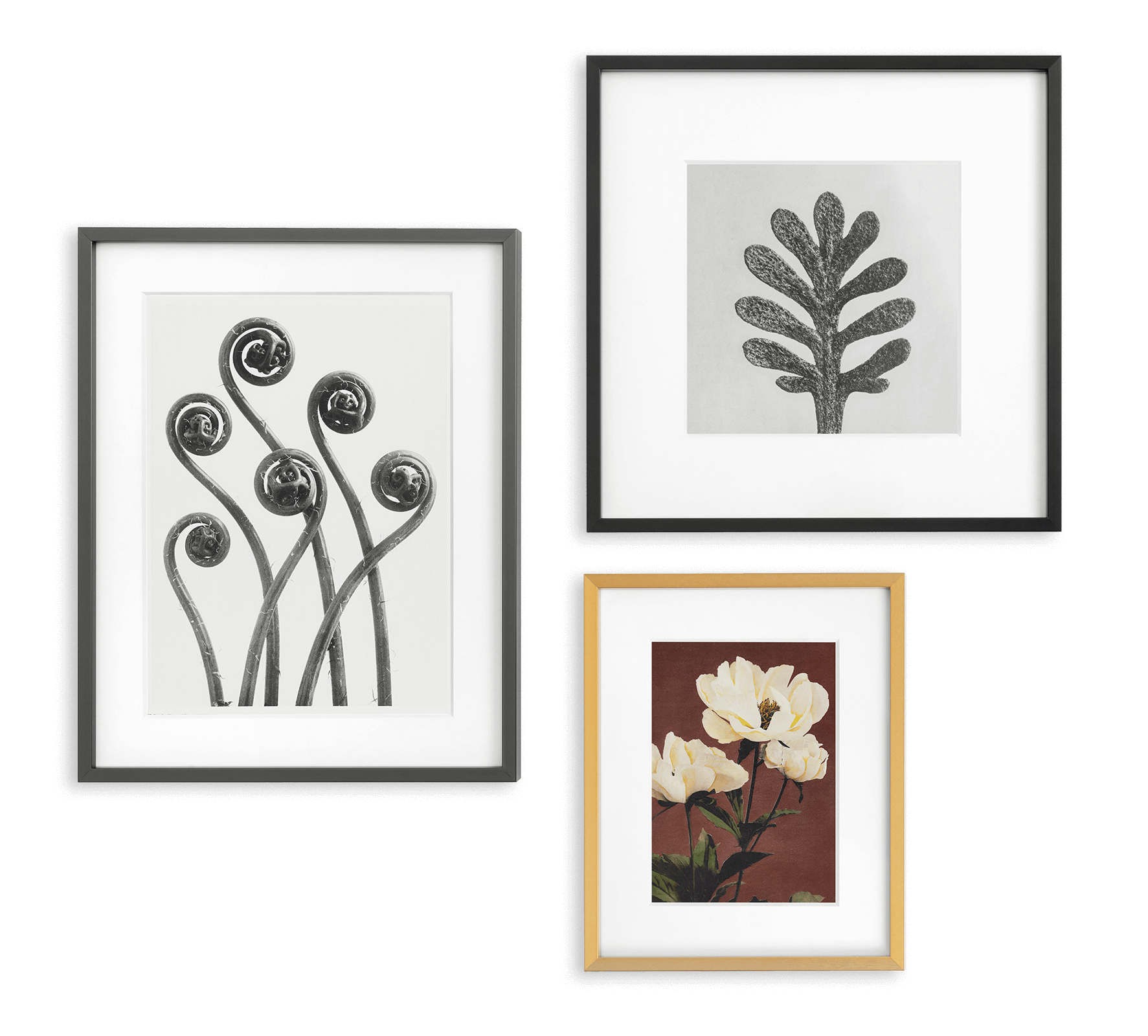 3 frames (2 black, 1 brass) with closeups of vintage botanicals like leafs and pansies