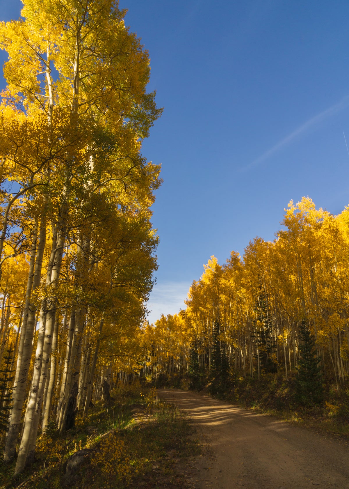 Photo of golden aspen trees lined alongside a road taken in the early afternoon by Justine Quinones