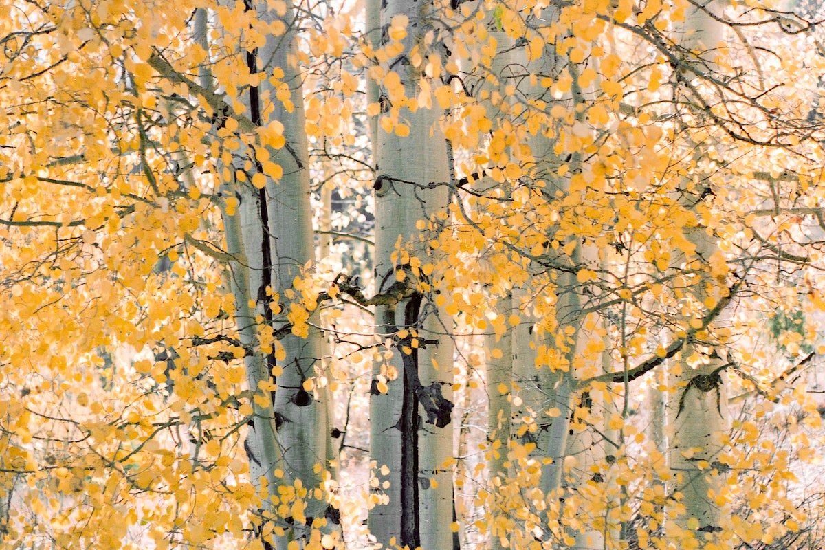 Photo taken by Kristen Mickulesku of round gold leaves on Aspen trees