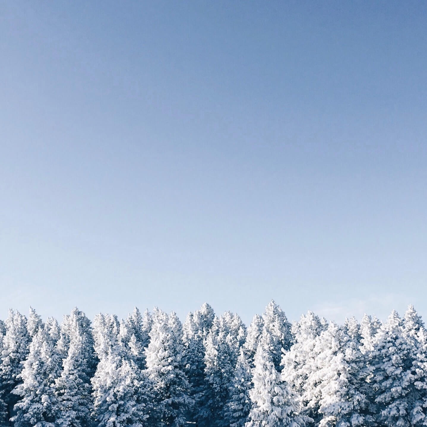 Tips of endless trees in a snow-frosted forest
