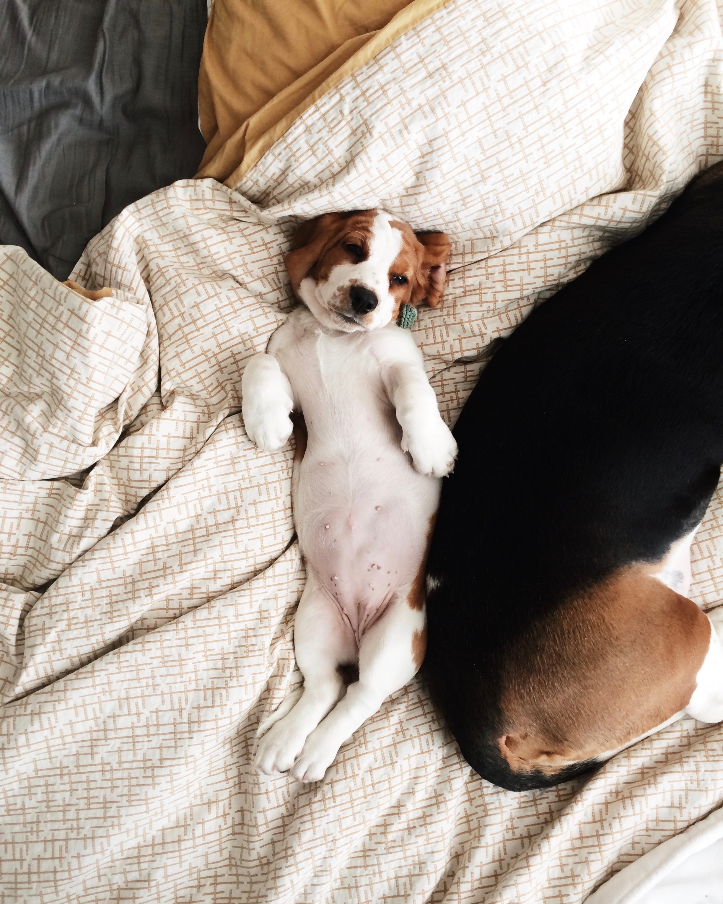 Cute puppy lying on its back next to larger dog