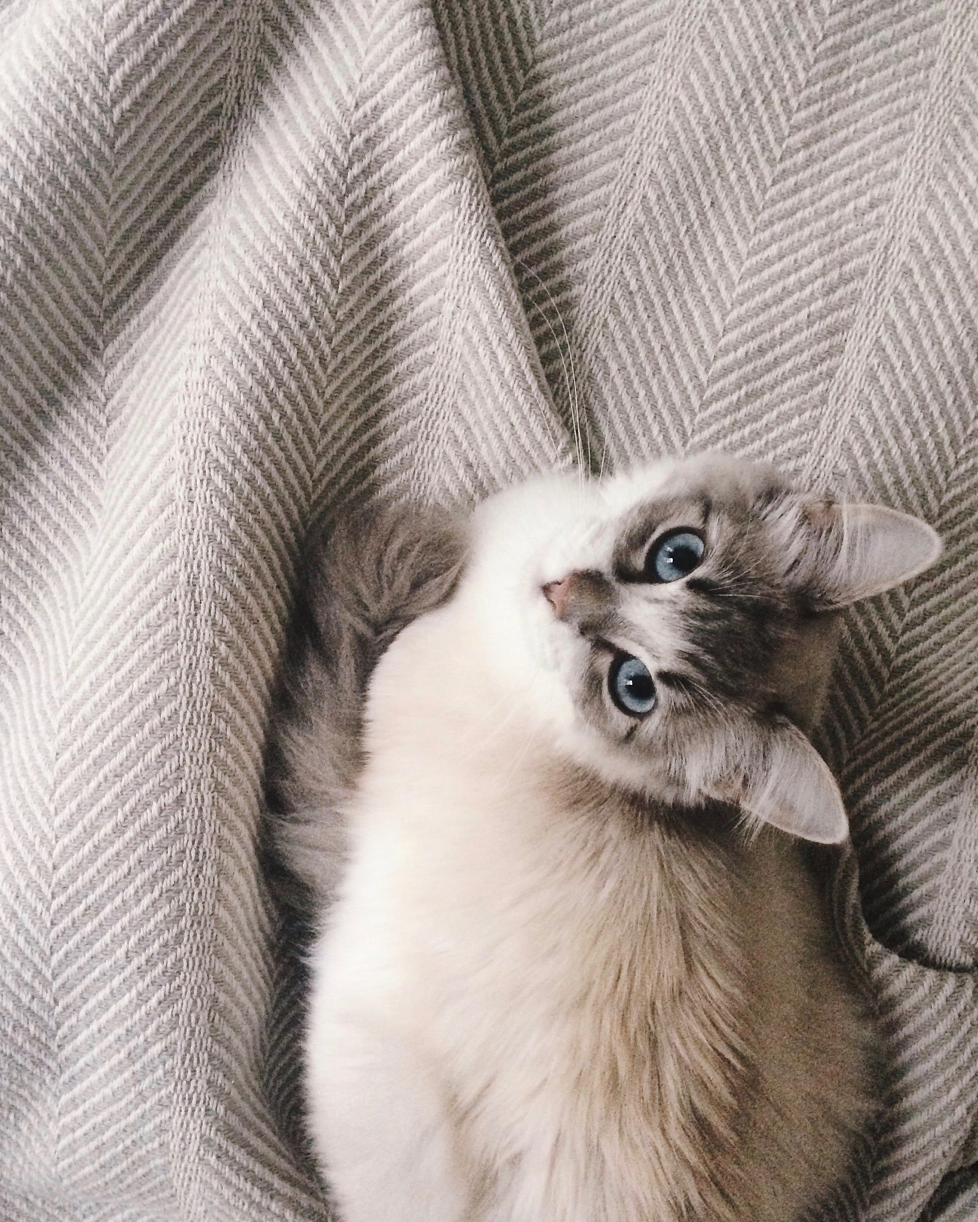 Kitten staring up at the camera overhead