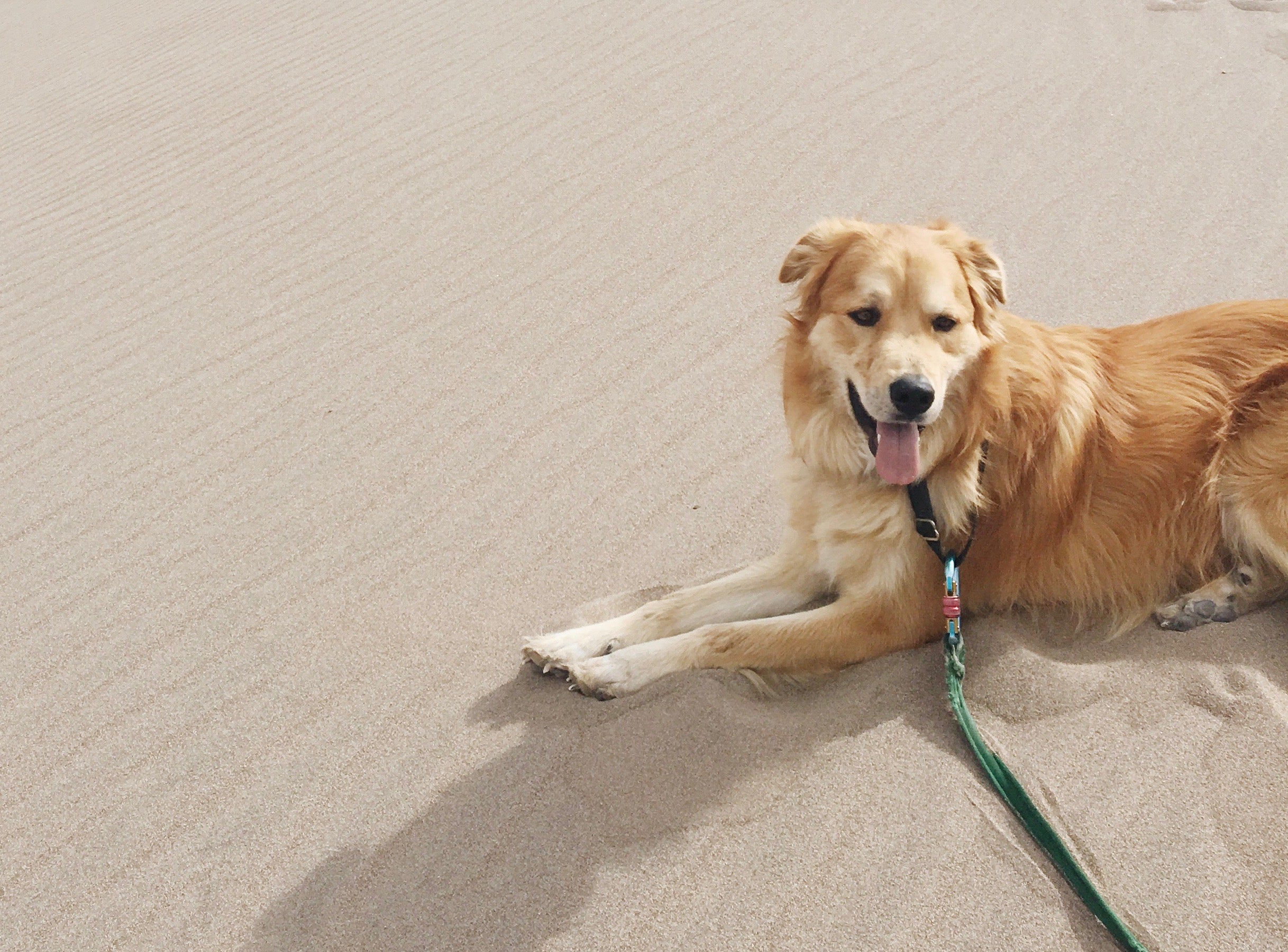 Dog lying in the sand