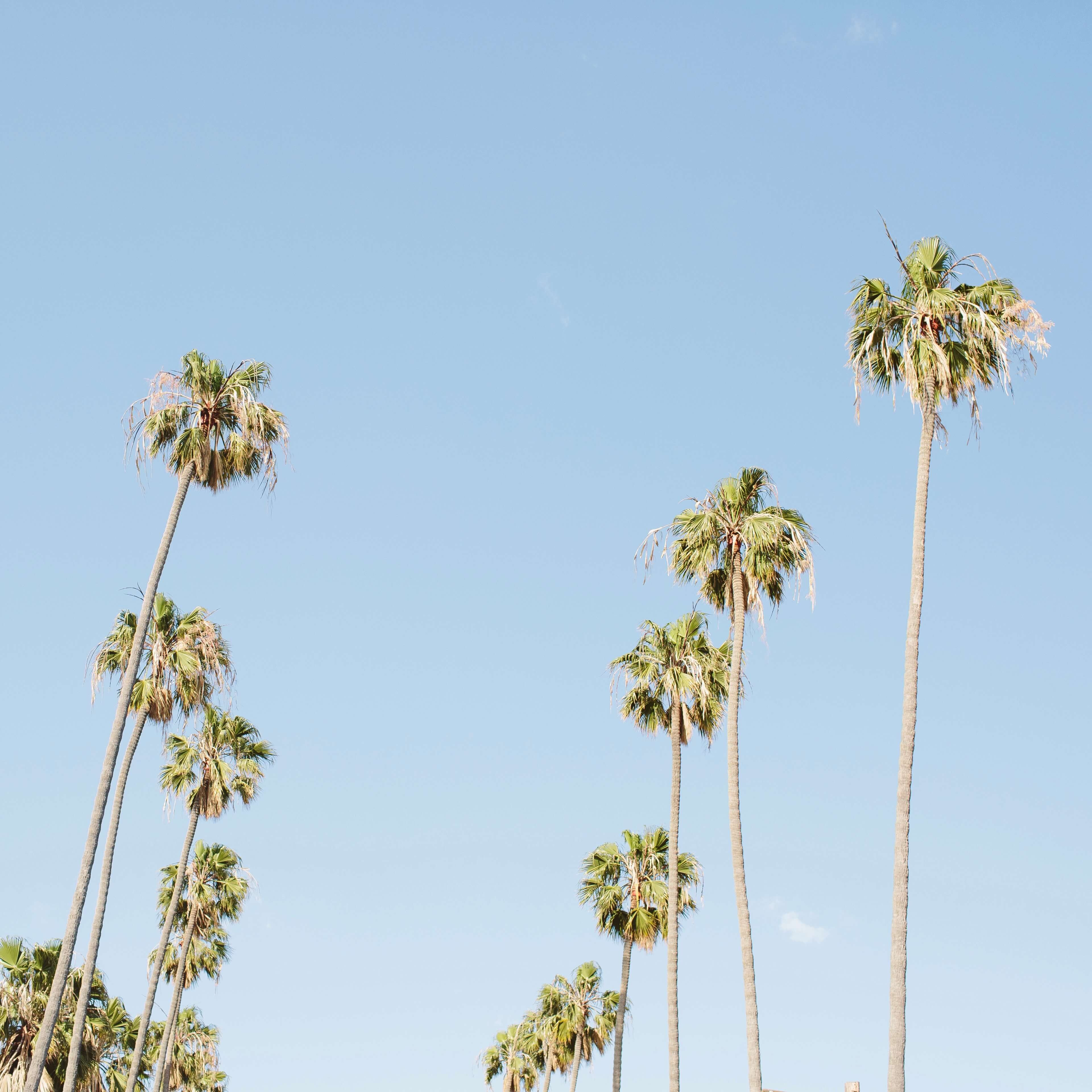 Palm trees in Santa Monica