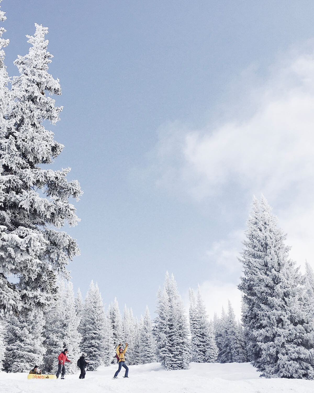 Group of brightly dressed skiers in between tall, snow-frosted pine trees