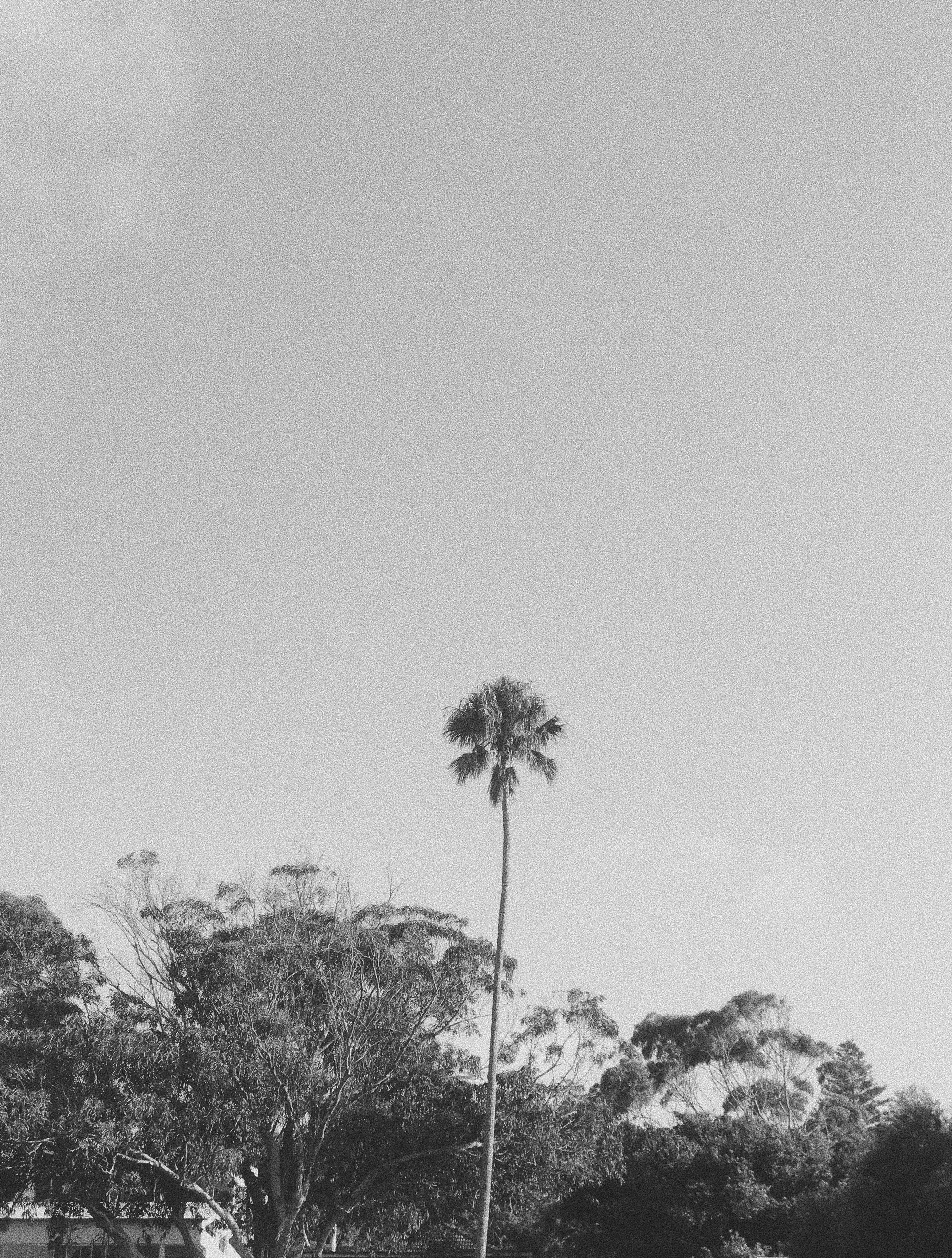 Lucy Laucht black and white photo of palm tree
