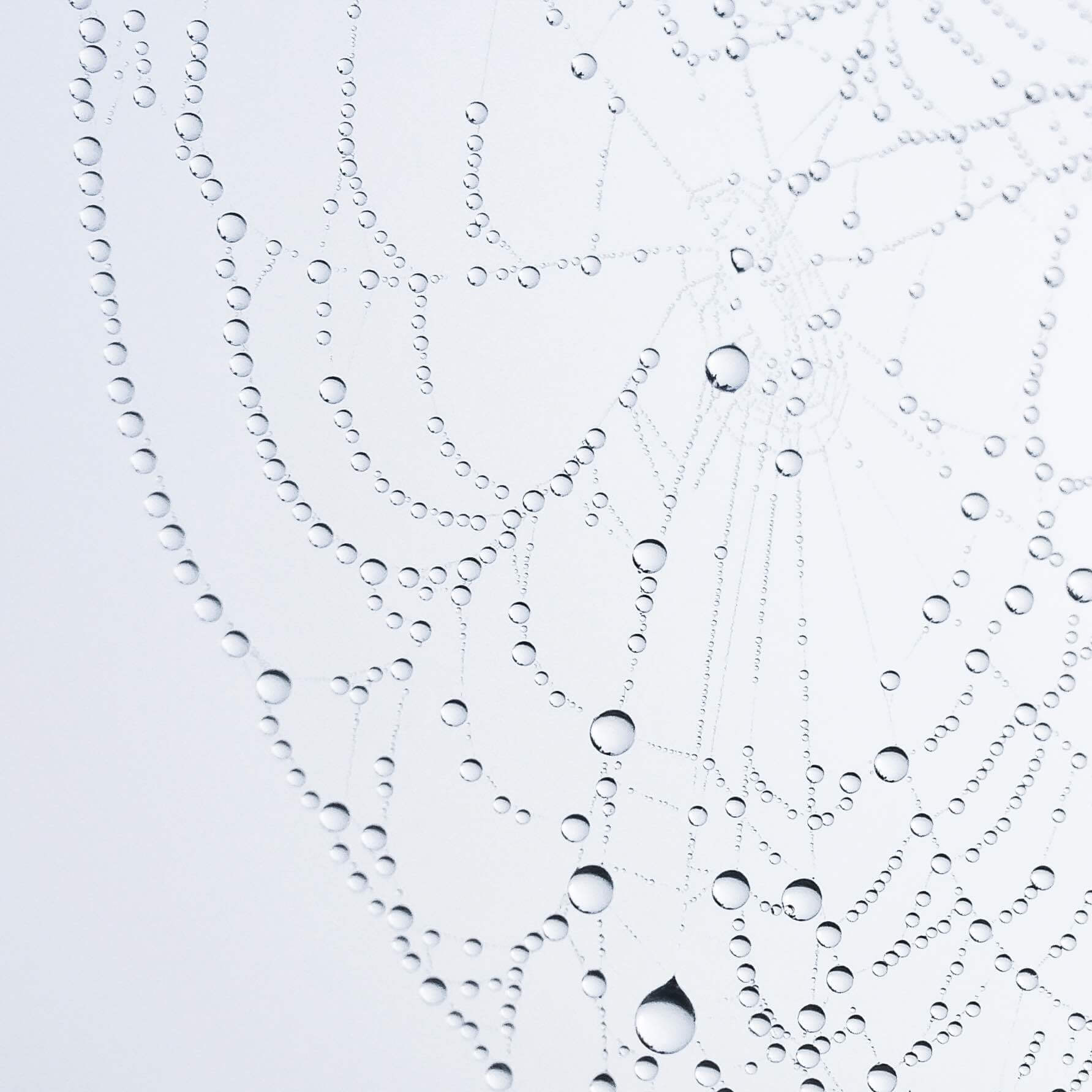close up photo of web with water droplets